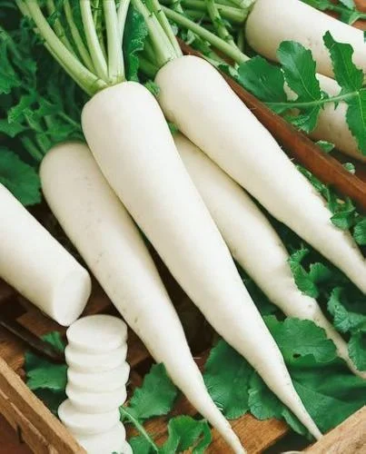 فجل
